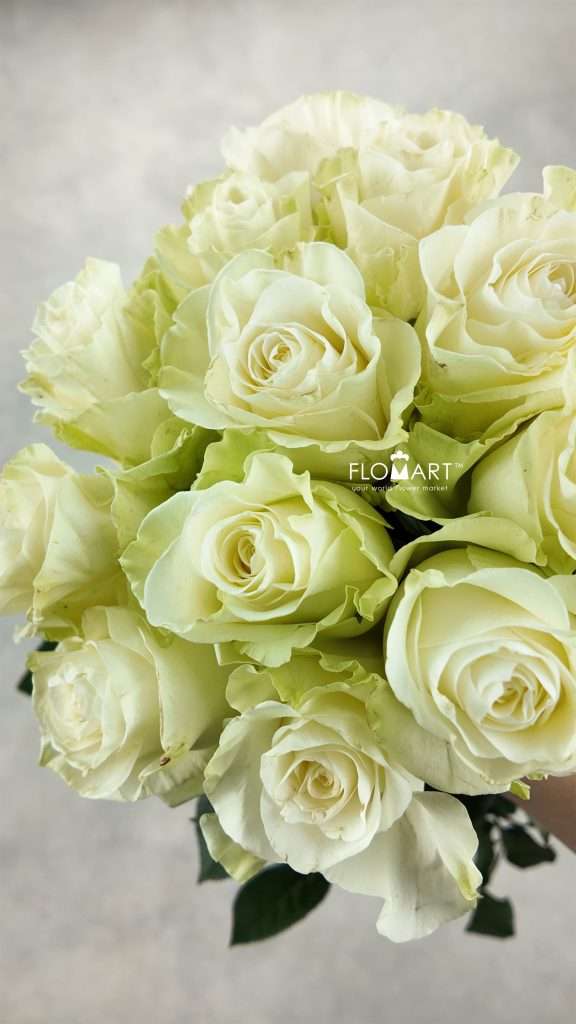 Rosa Mondial