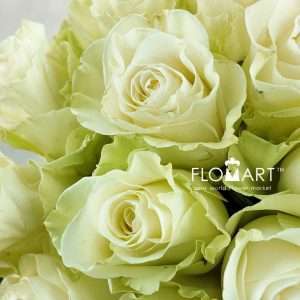 Rosa Mondial - Image 2