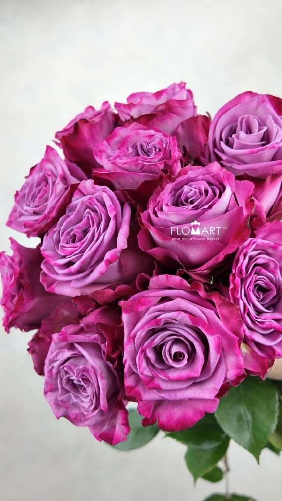 Rosa Moody Blues