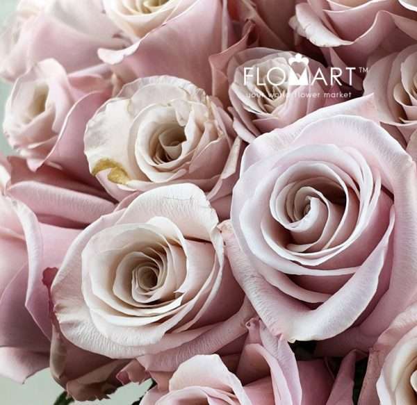 Rosa Mother of Pearls