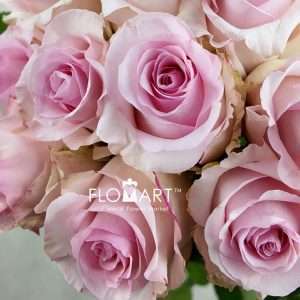 Rosa Nena - Image 2