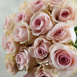 Rosa Novia