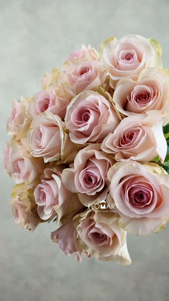 Rosa Novia