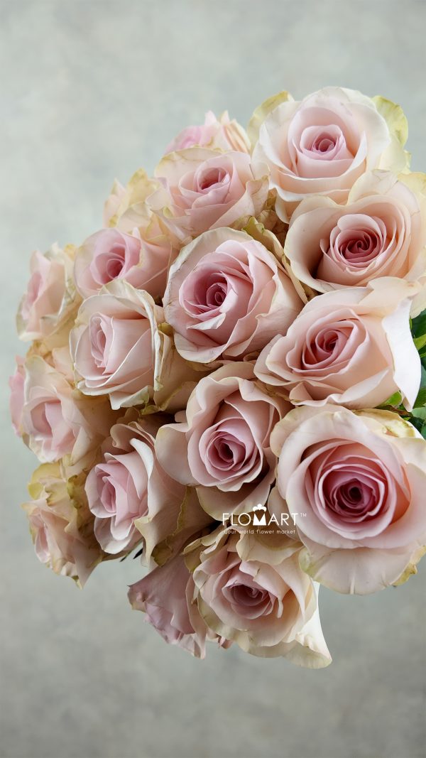 Rosa Novia Rosa Novia