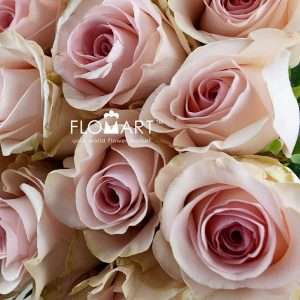 Rosa Novia - Image 2