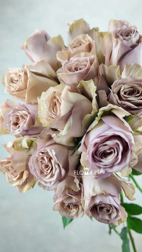 Rosa Nude