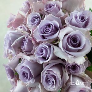 Rosa Ocean Song