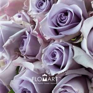 Rosa Ocean Song - Image 2