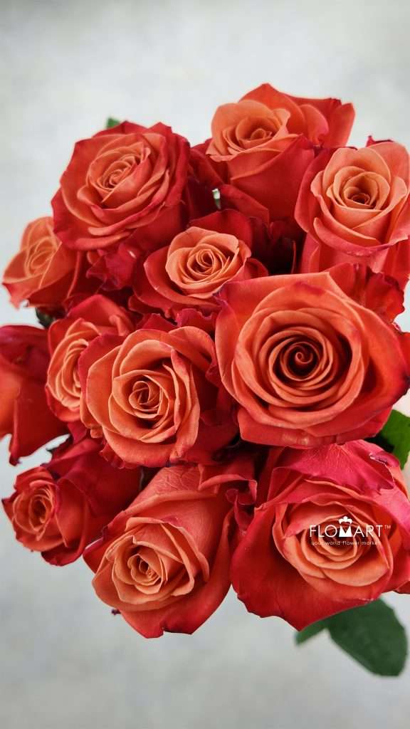 Rosa Orange Crush