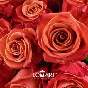 Rosa Orange Crush - Image 2