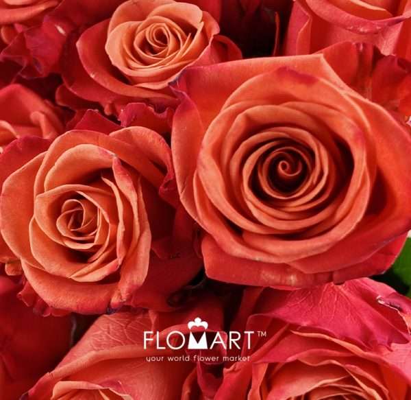 Rosa Orange Crush