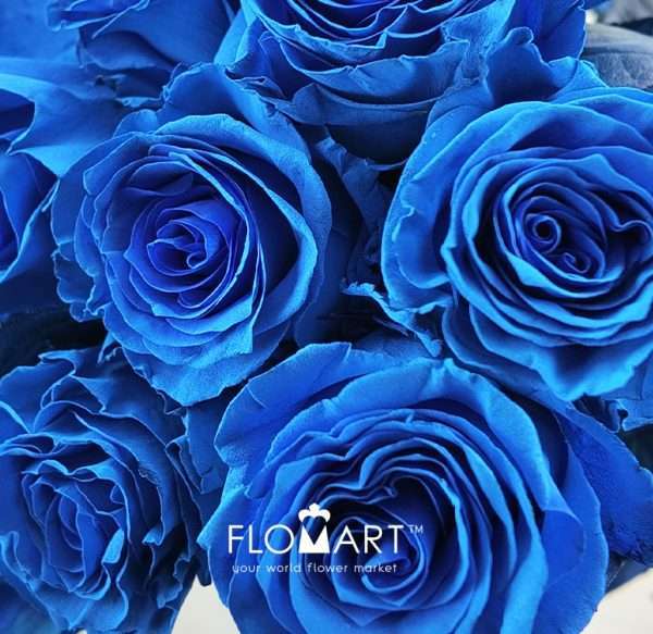 Rosa Painted Heaven