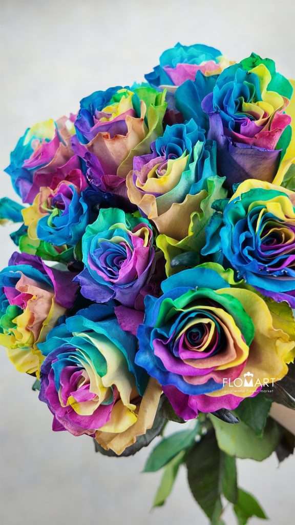 Rosa Painted Rainbow