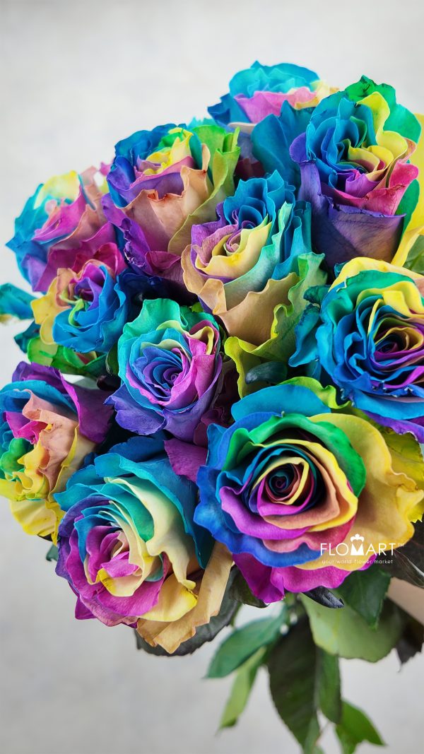 Rosa Painted Rainbow