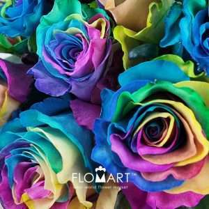 Rosa Painted Rainbow - Image 2