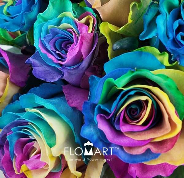 Rosa Painted Rainbow