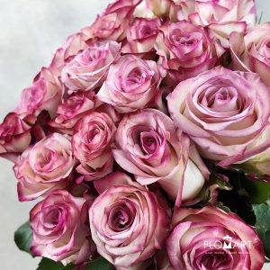 Rosa Paloma