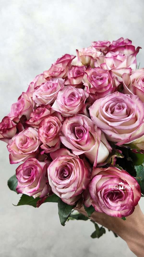 Rosa Paloma