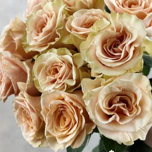 Rosa Phoenix