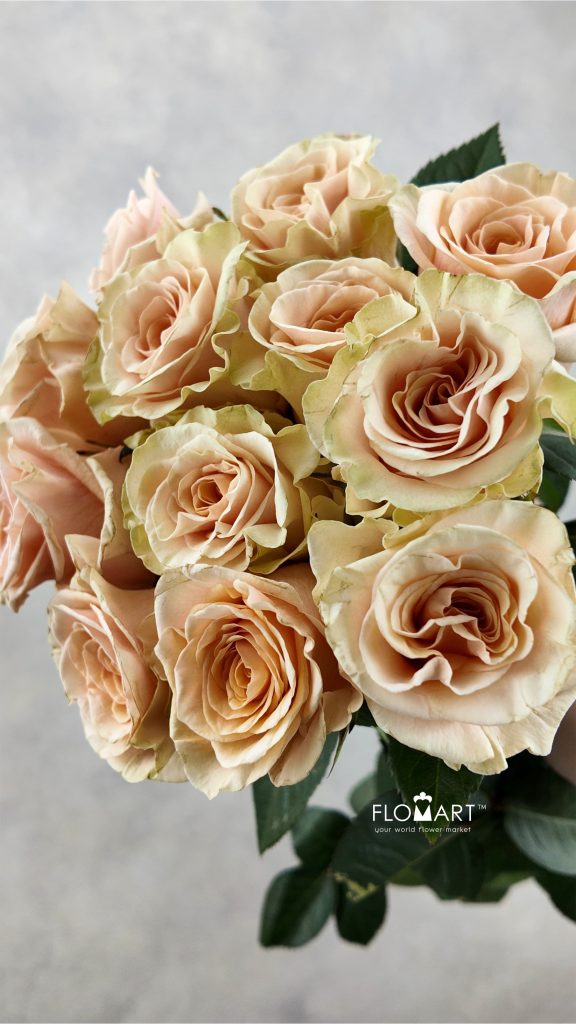 Rosa Phoenix