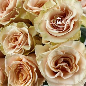 Rosa Phoenix - Image 2