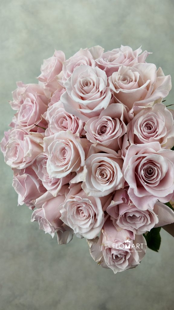 Rosa Pink Cloud