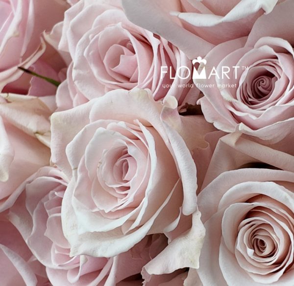 Rosa Pink Cloud