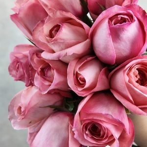 Rosa Pink Expression