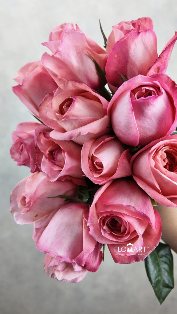 Rosa Pink Expression