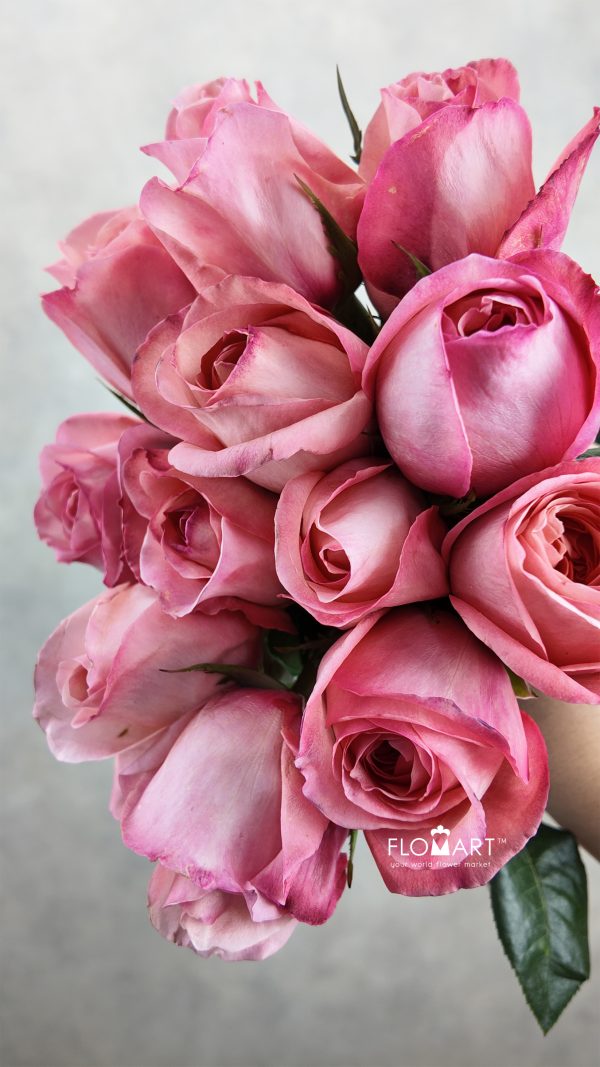 Rosa Pink Expression