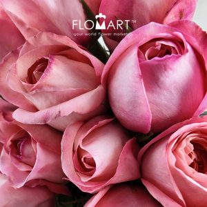 Rosa Pink Expression - Image 2