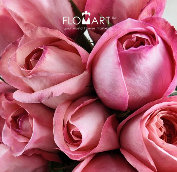 Rosa Pink Expression