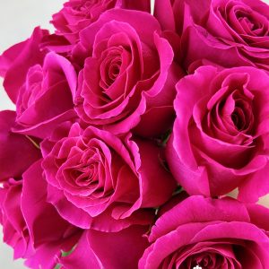 Rosa Pink Floyd
