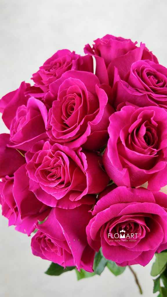 Rosa Pink Floyd