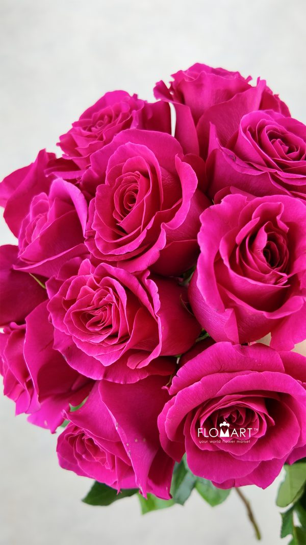 Rosa Pink Floyd