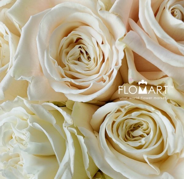 Rosa Playa Blanca