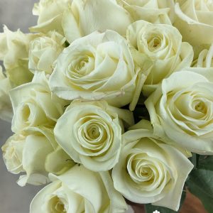 Rosa Polar Star