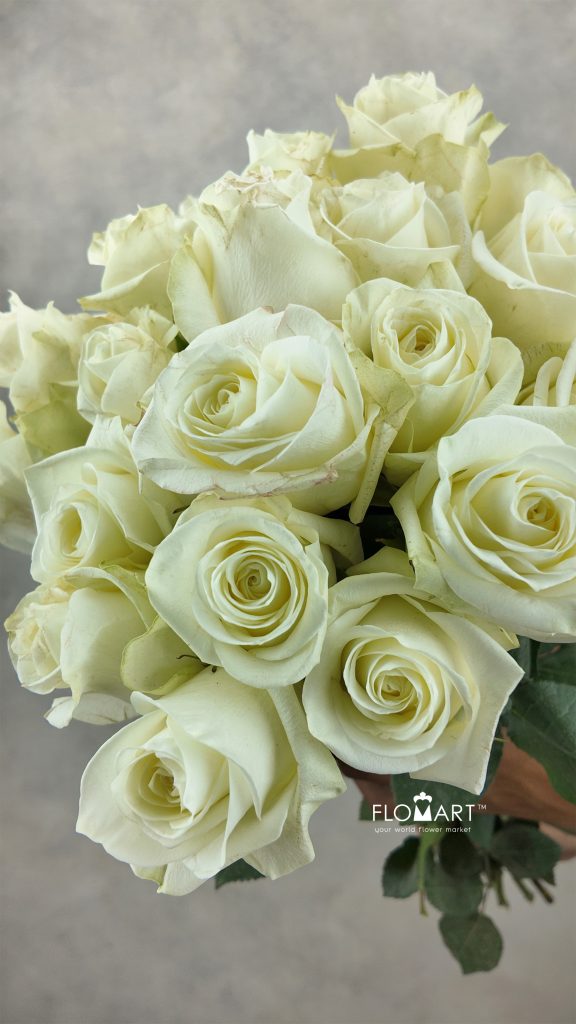 Rosa Polar Star