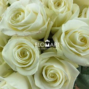 Rosa Polar Star - Image 2