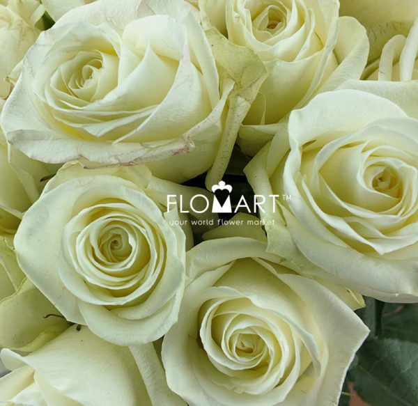 Rosa Polar Star