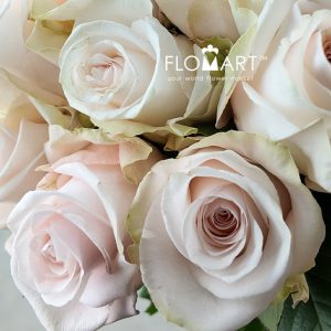 Rosa Pomarosa - Image 2