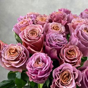 Rosa Purple Moon