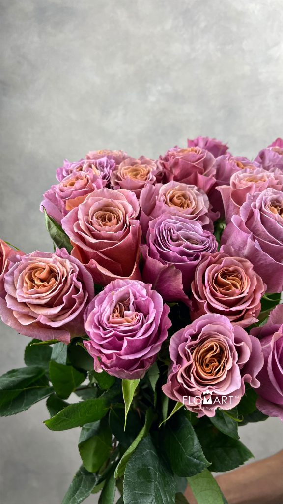 Rosa Purple Moon