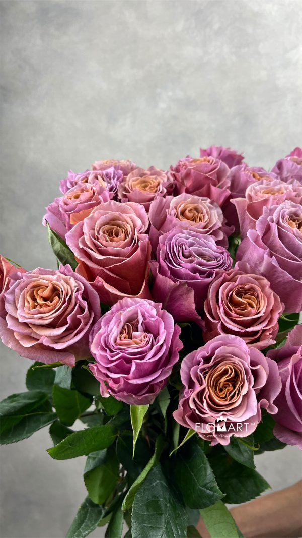 Rosa Purple Moon Rosa Purple Moon