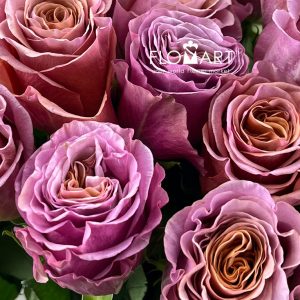 Rosa Purple Moon - Image 2