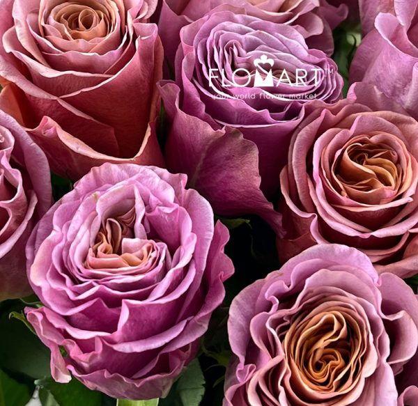 Rosa Purple Moon