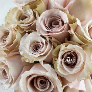 Rosa Quicksand