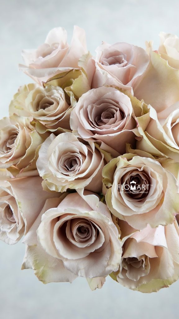 Rosa Quicksand