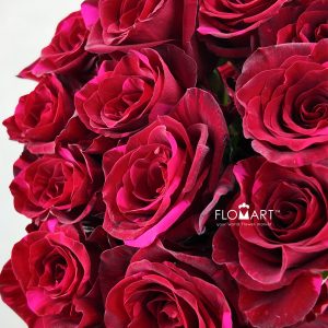 Rosa Red Panther