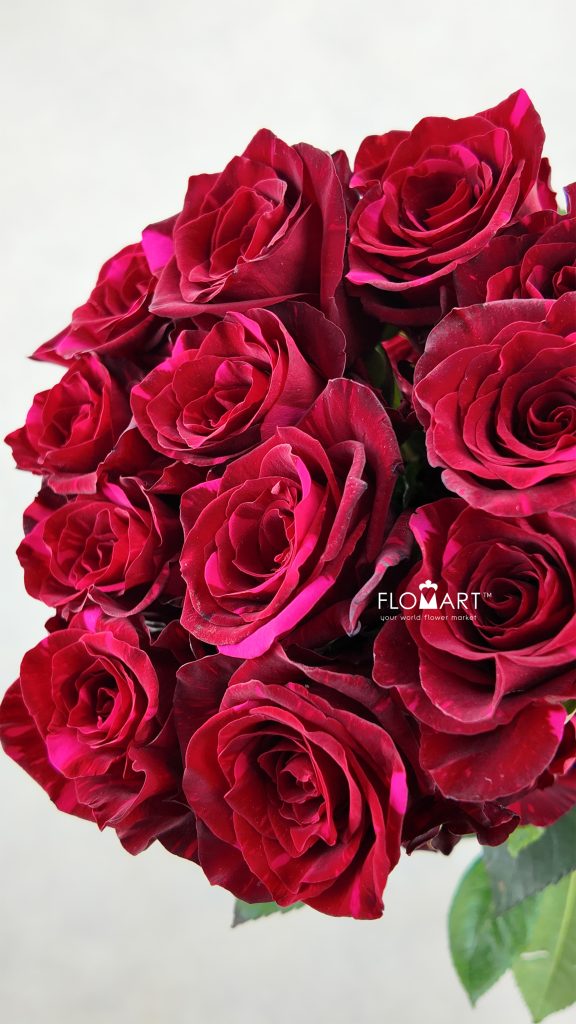Rosa Red Panther